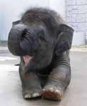 Happy Little Elephant